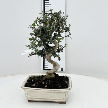 Olea europaea sylvestris
