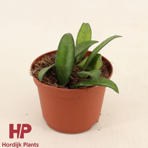 Hoya 'Rosita'