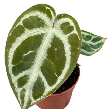 Anthurium crystallinum SILVER