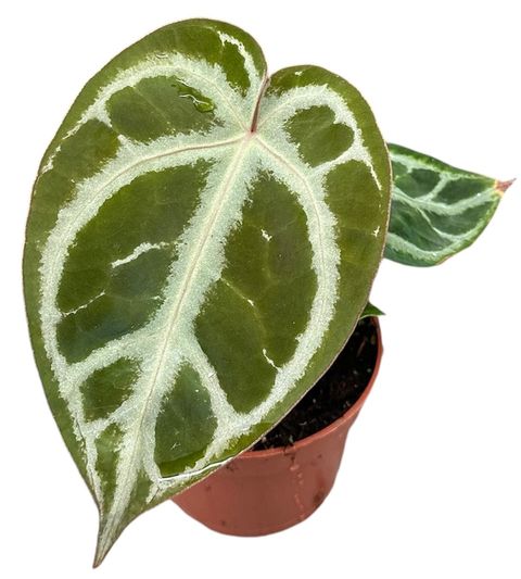 Anthurium crystallinum SILVER