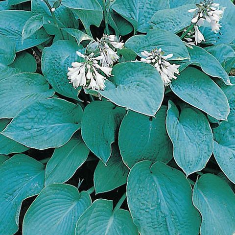 Hosta 'Elegans' — Plant Wholesale FlorAccess