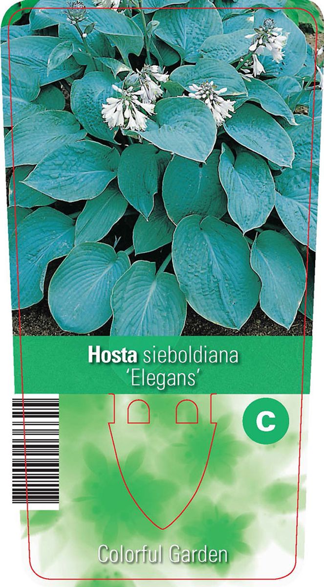 Hosta 'Elegans' — Plant Wholesale FlorAccess