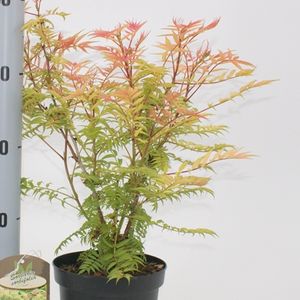 Sorbaria sorbifolia 'Sem' (About Plants Zundert BV)