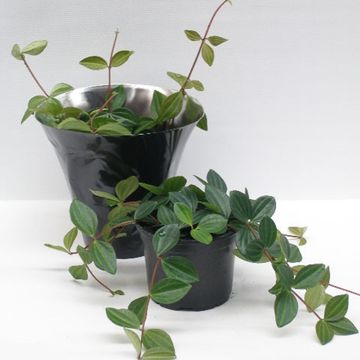 Peperomia angulata 'Suro'