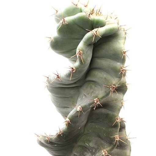 Cereus peruvianus 'Spiralis' (Gasa DK)