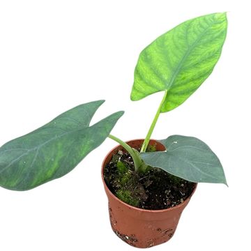Alocasia scabriuscula