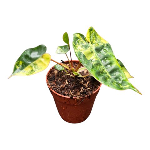 Philodendron billietiae 'Variegata'