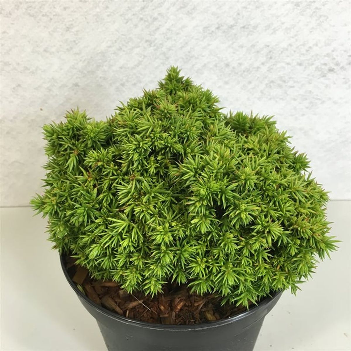 Cryptomeria japonica 'Tenzan' — Toptan Bitki Satışı FlorAccess