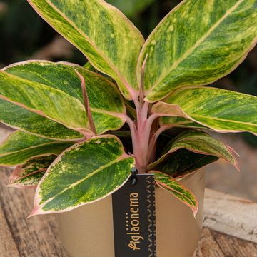 Aglaonema 'Salmon Fantasy'