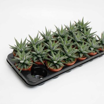 Haworthia fasciata 'Concolor'