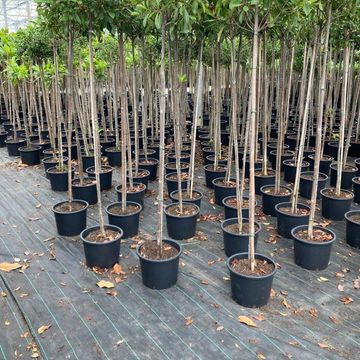 Photinia x fraseri 'Red Robin'