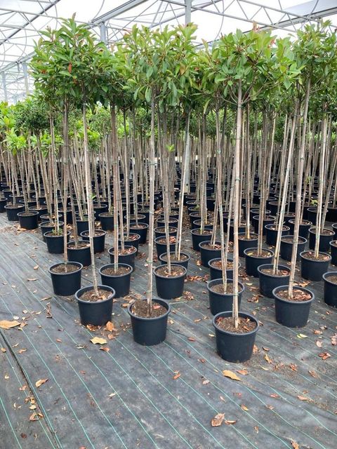 Photinia x fraseri 'Red Robin'