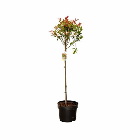 Photinia x fraseri CARRÉ ROUGE