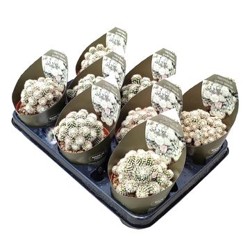 Mammillaria gracilis texensis