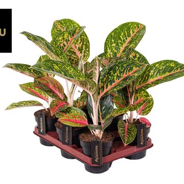 Aglaonema 'Red Surprise'