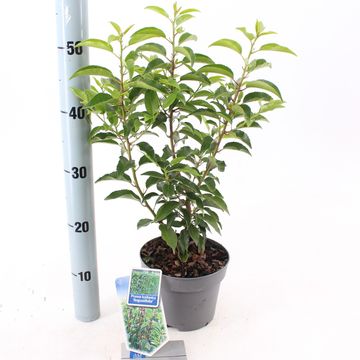 Prunus lusitanica 'Angustifolia'