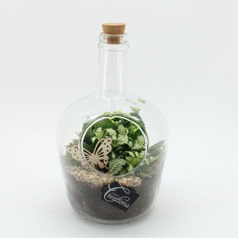 Kомпозиции Essentials Terrarium