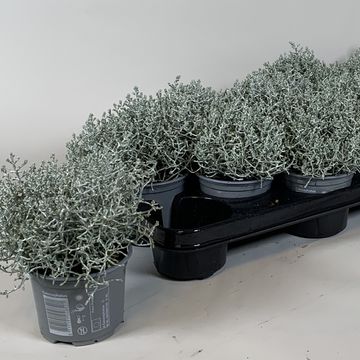 Leucophyta brownii 'Silvercalos'