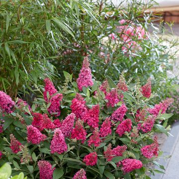 Buddleja davidii BUTTERFLY CANDY LITTLE RUBY