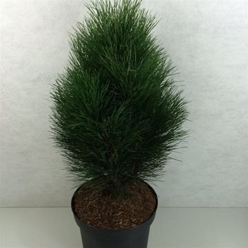 Pinus nigra 'Green Tower'