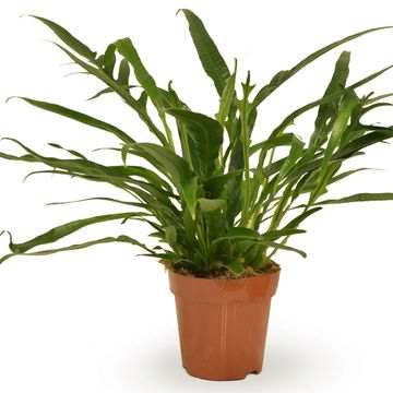 Aglaomorpha coronans 'Jim'