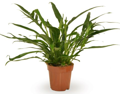 Aglaomorpha coronans 'Jim'