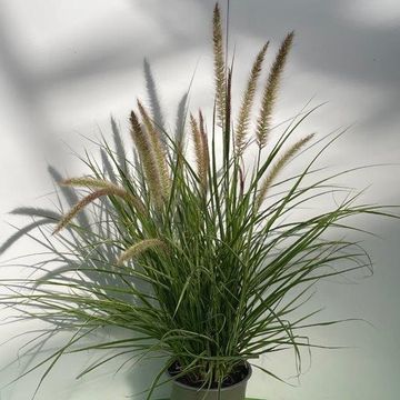 Pennisetum advena 'Sky Rocket'