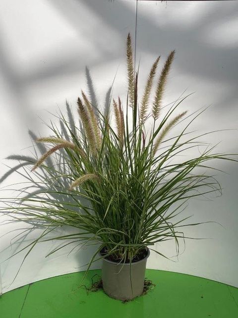 Pennisetum advena 'Sky Rocket'