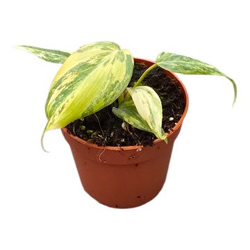 Philodendron gloriosum DARK FORM