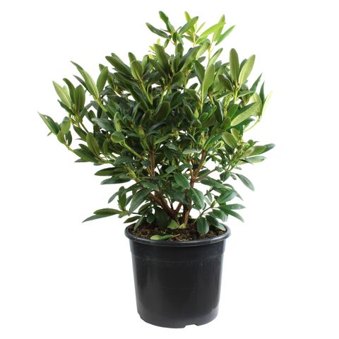 Rhododendron 'Everestianum'