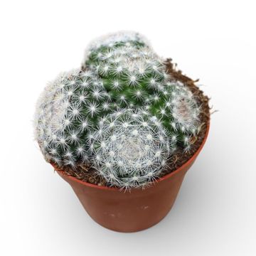 Mammillaria candida