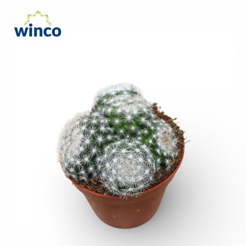 Mammillaria candida