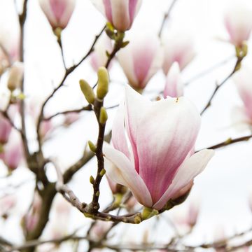 Magnolia x soulangeana