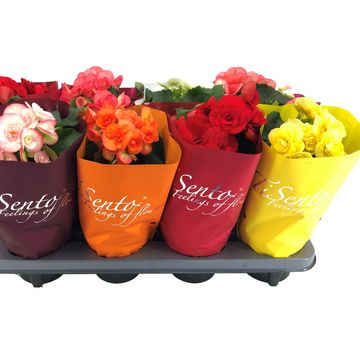 Begonia VOLCANO MIX