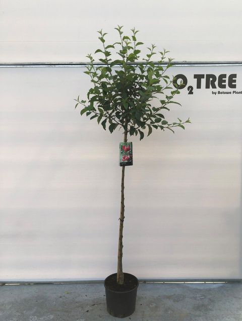 Malus 'Red Sentinel'