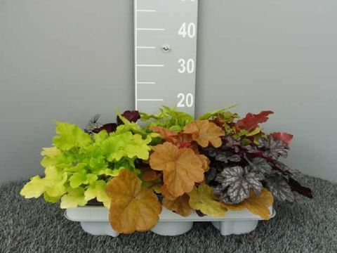 Heuchera MIX
