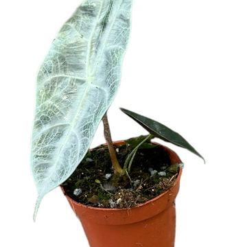 Alocasia longiloba SILVER