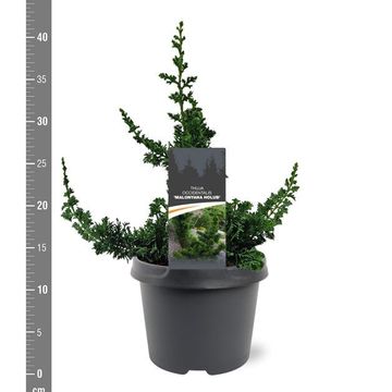 Thuja occidentalis 'Malonyana Holub'