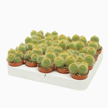 Eriocactus leninghausii