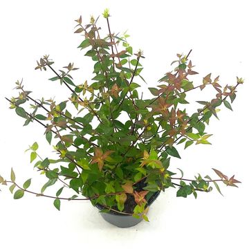 Abelia x grandiflora 'Sherwood'