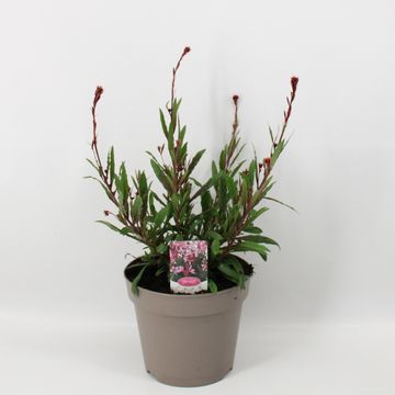 Gaura lindheimeri BELLEZA EARLY PINK