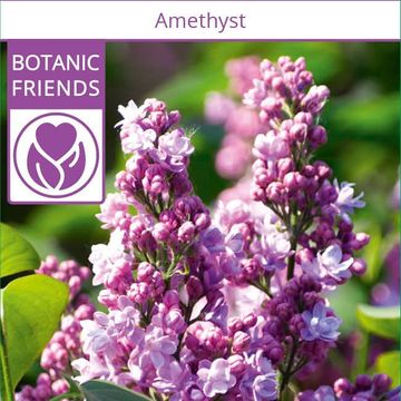 Syringa vulgaris 'Amethyst'