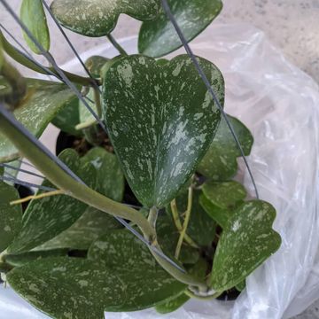 Hoya kerrii 'Splash'