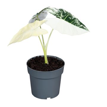 Alocasia micholitziana 'Frydek Variegata'