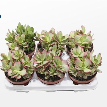 Crassula nudicaulis platyphylla 'Variegata'