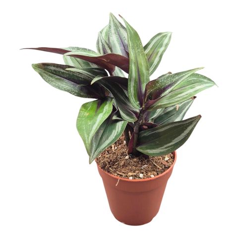 Dichorisandra musaica