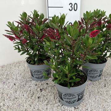 Hebe ALL BLOOMS RANAIA