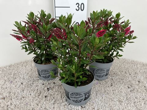 Hebe ALL BLOOMS RANAIA