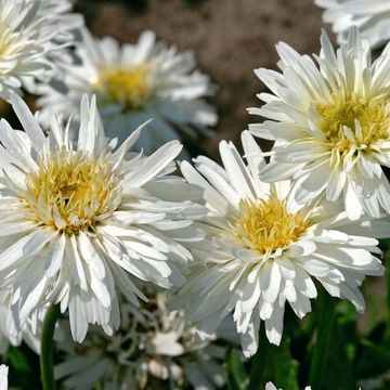 Leucanthemum 'Snowdrift'