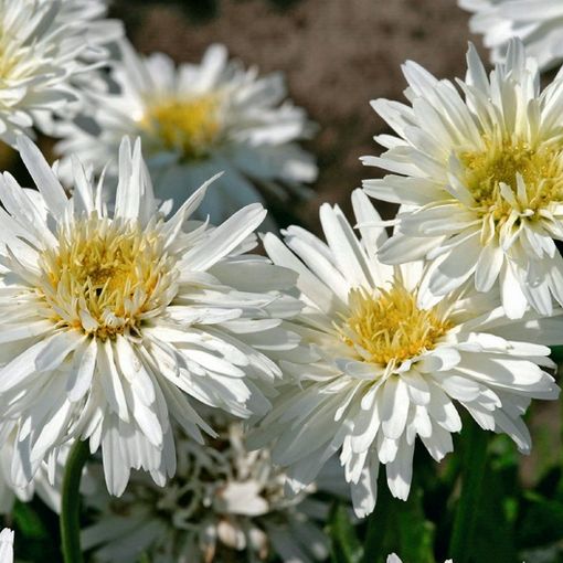 Leucanthemum 'Snowdrift'